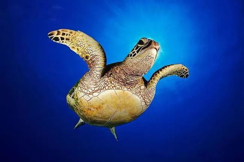 珍惜海洋資源，守護(hù)生命之藍(lán)——寫在6.8世界海洋日暨全國(guó)海洋宣傳日