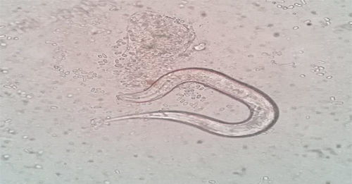 沉睡四萬年的古老生物蘇醒 醫(yī)藥技術(shù)開發(fā)的機遇與挑戰(zhàn)